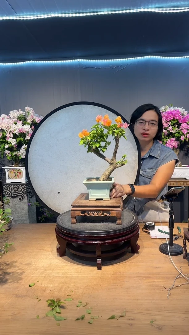 三角梅绿叶橙三角梅