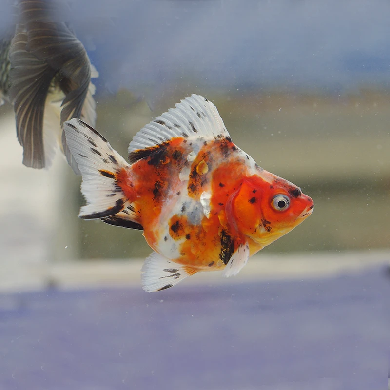 原塘直发金鱼观赏鱼顶百褶泰狮国狮元宝狮熊猫水泡珍珠兰寿