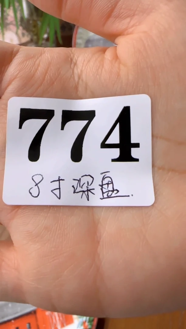 盘子瓷***************