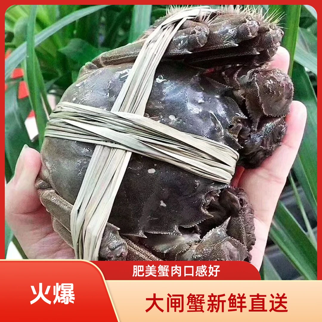 【活蟹】江苏精品大闸蟹公蟹5两/只母蟹4两/只4对8只顺丰海鲜