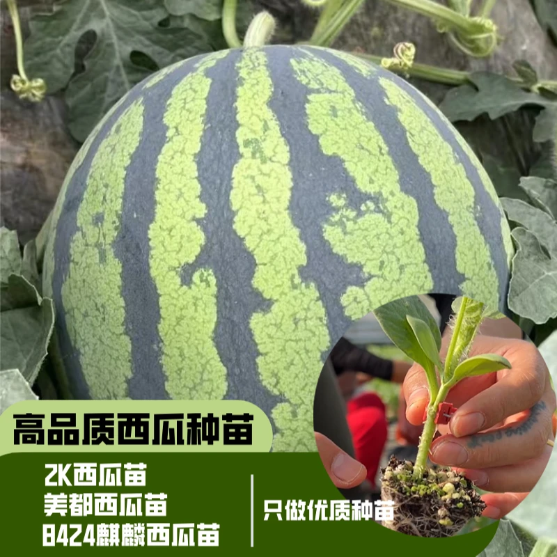 直根2K美都8424麒麟西瓜苗盆栽精品苗阳台露天庭院种植