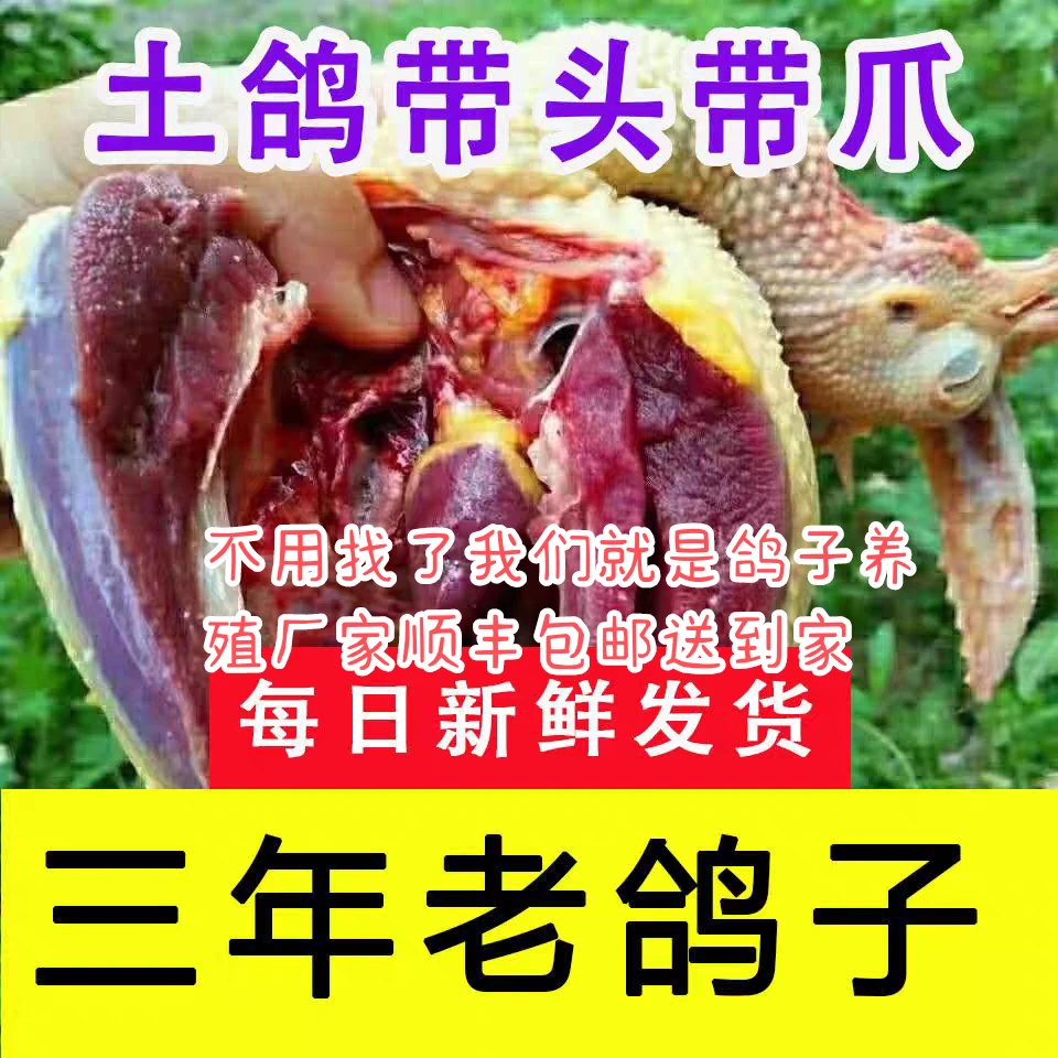 【顺丰包邮】老鸽子土鸽子鸽子肉新鲜鸽子新鲜现杀鸽子炖汤散养