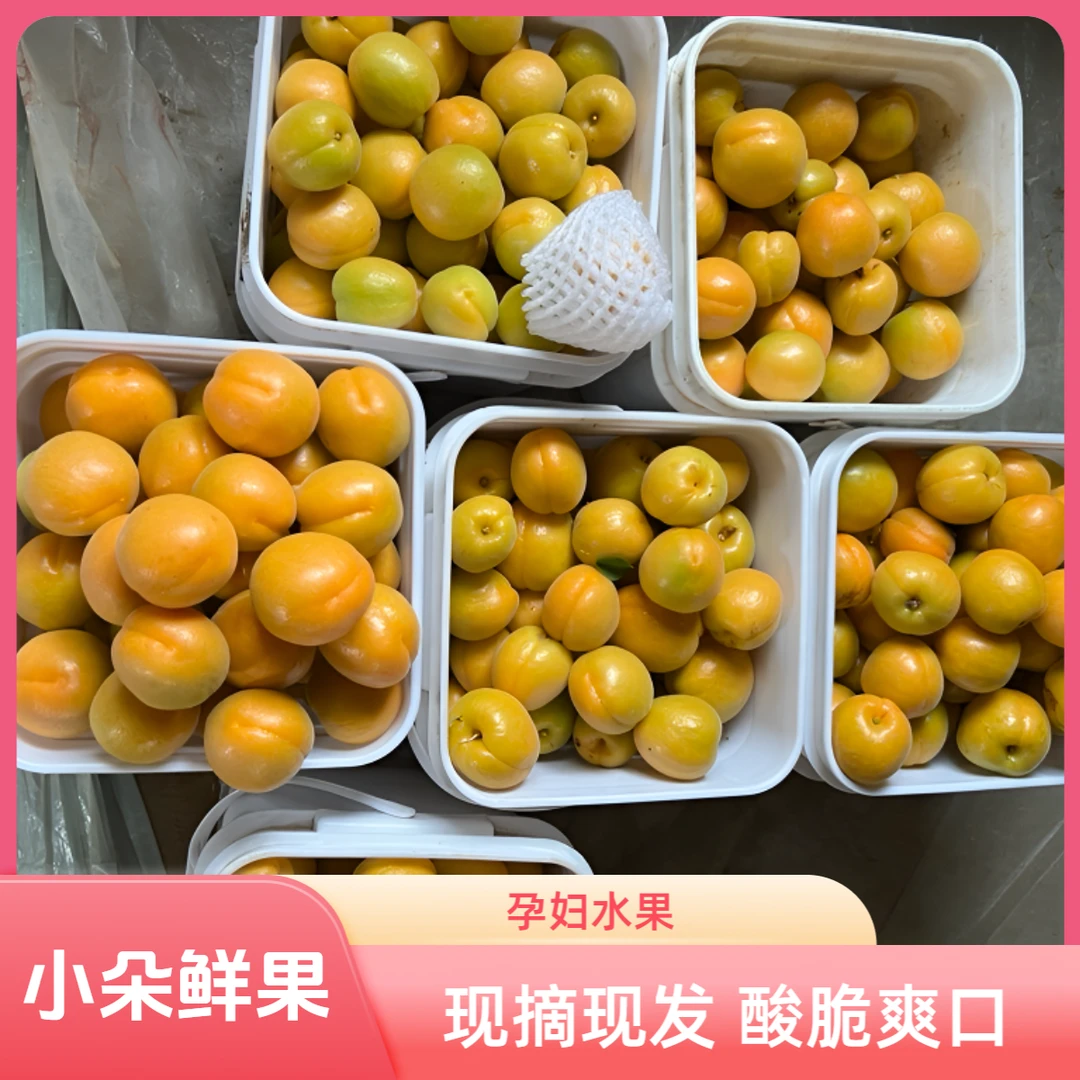 2025年半青半黄酸杏金太阳酸脆爽口应季孕妇水果