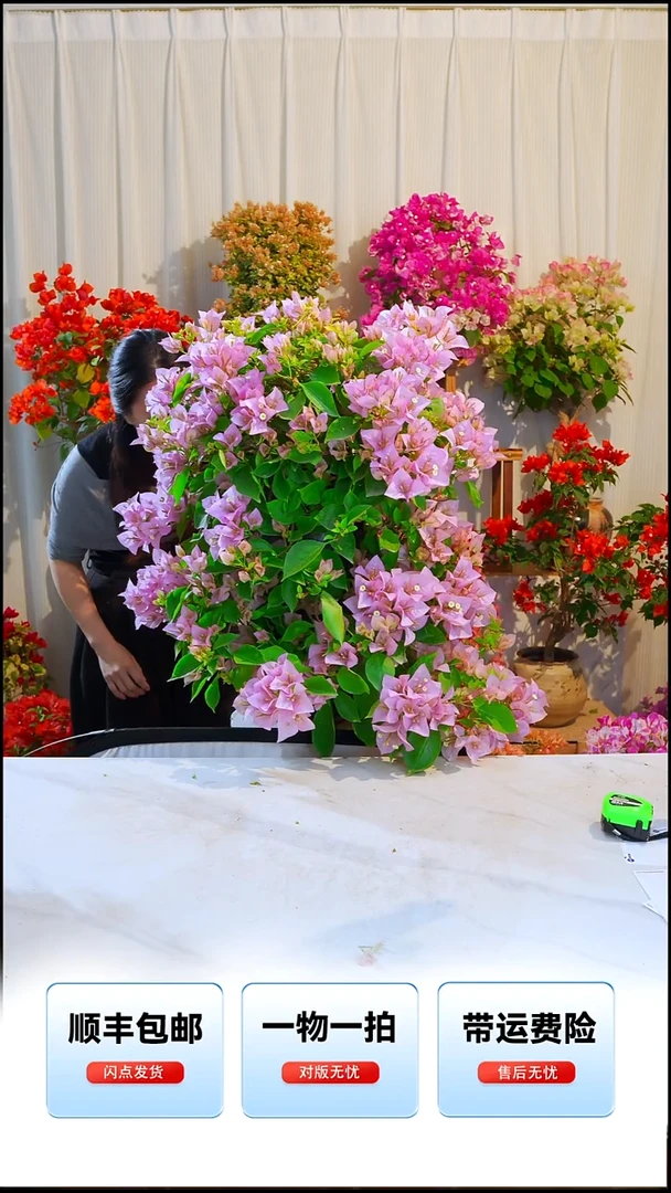 大部分开放少量花苞h**.粉天使