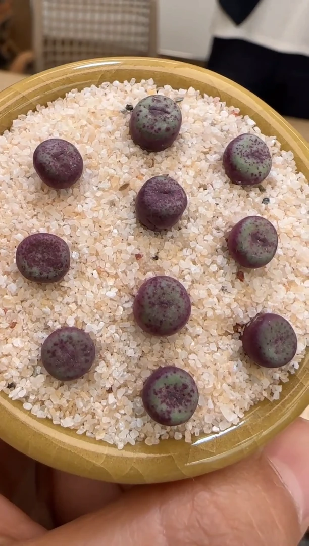 【闪购商品】23-28红嘴0094一颗