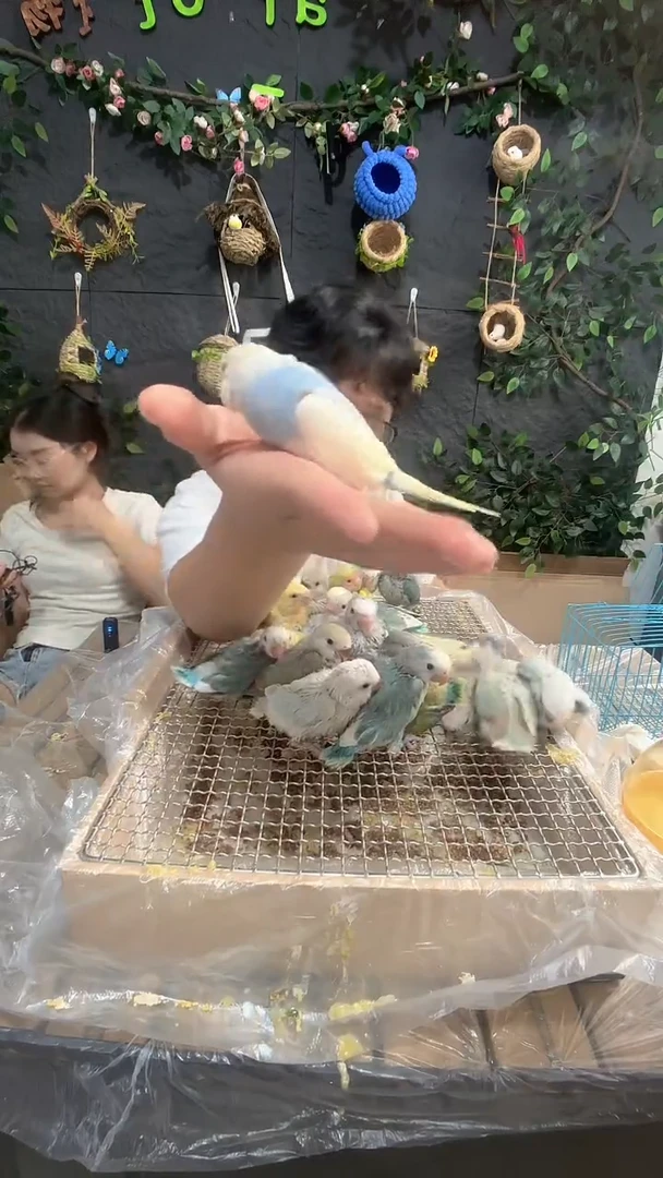 虎皮鹦鹉虎皮鹦鹉