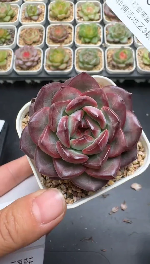 562E云禹多肉植物 带盆土纸巾打包 3颗包邮