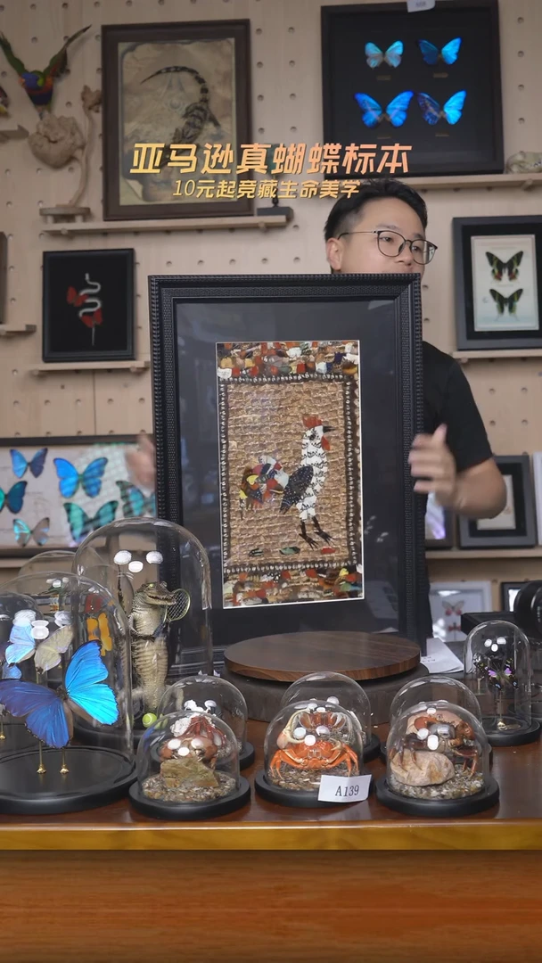 蝴蝶翅膀蝶翅画A144