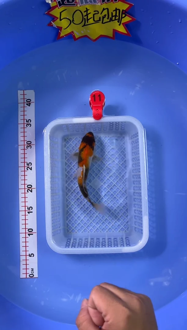 锦鲤活体二号链接