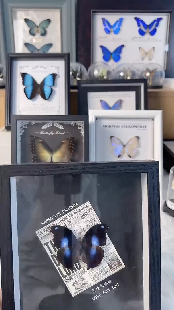 真实蝴蝶标本装框品