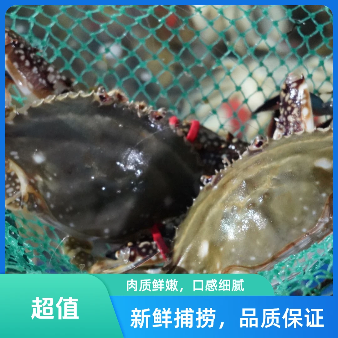 莱州梭子蟹公母一只3两左右35一斤