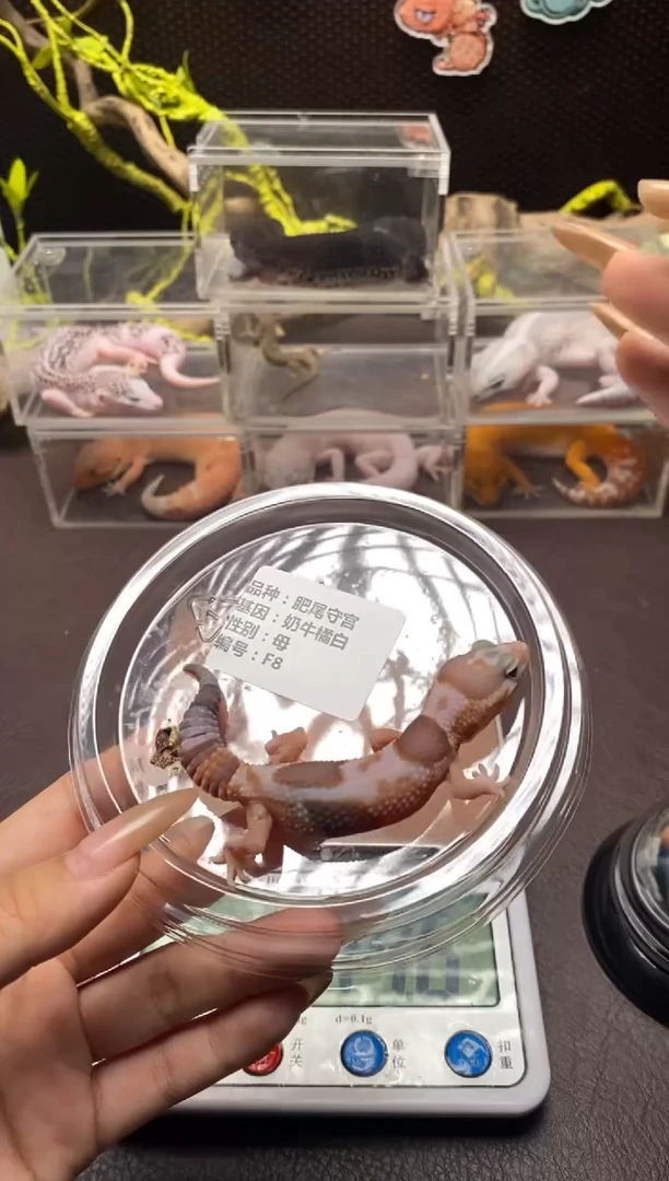 肥尾守宫 鳞与尾 Scale Tail 爬宠F8