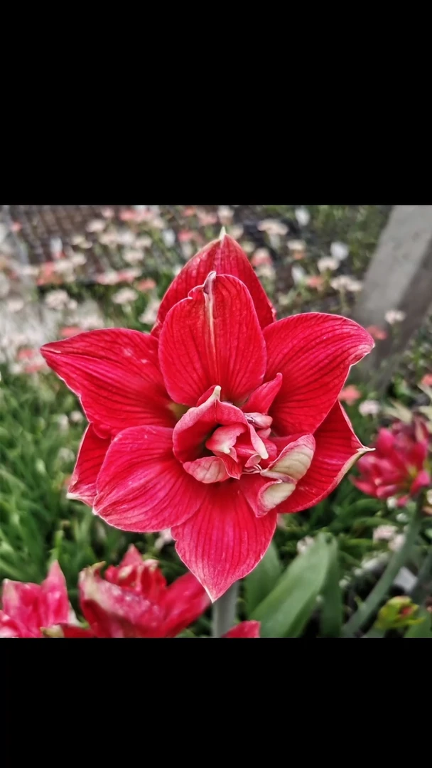 朱顶红虞姬5厘米