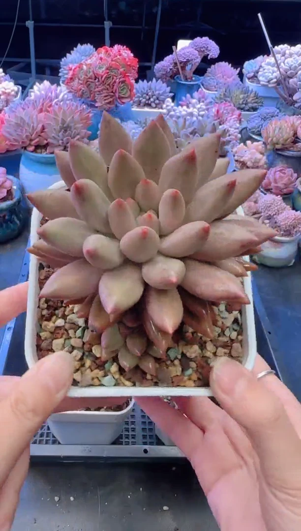 【闪购商品】2983红蜻蜓