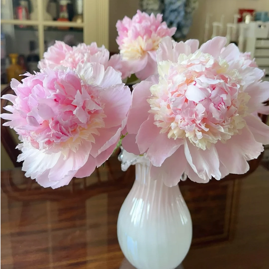 粉色芍药 天使脸颊 鲜切花基地直采直发~顺丰包邮