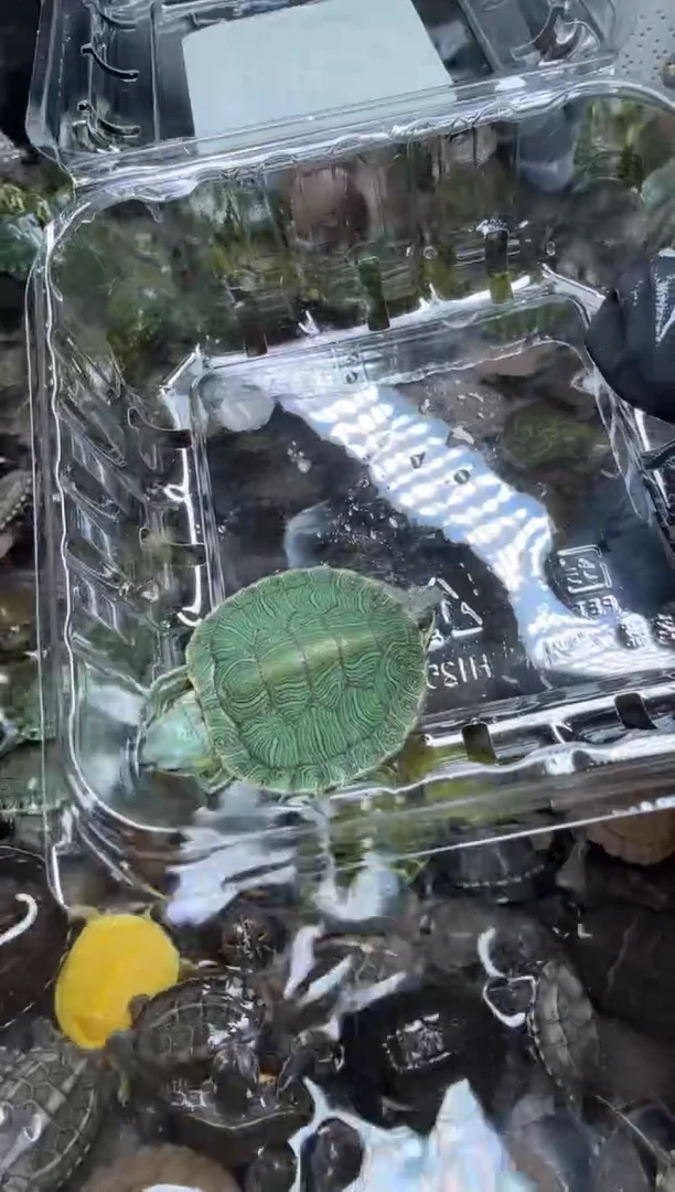 公母搭配宠物龟13号闪购