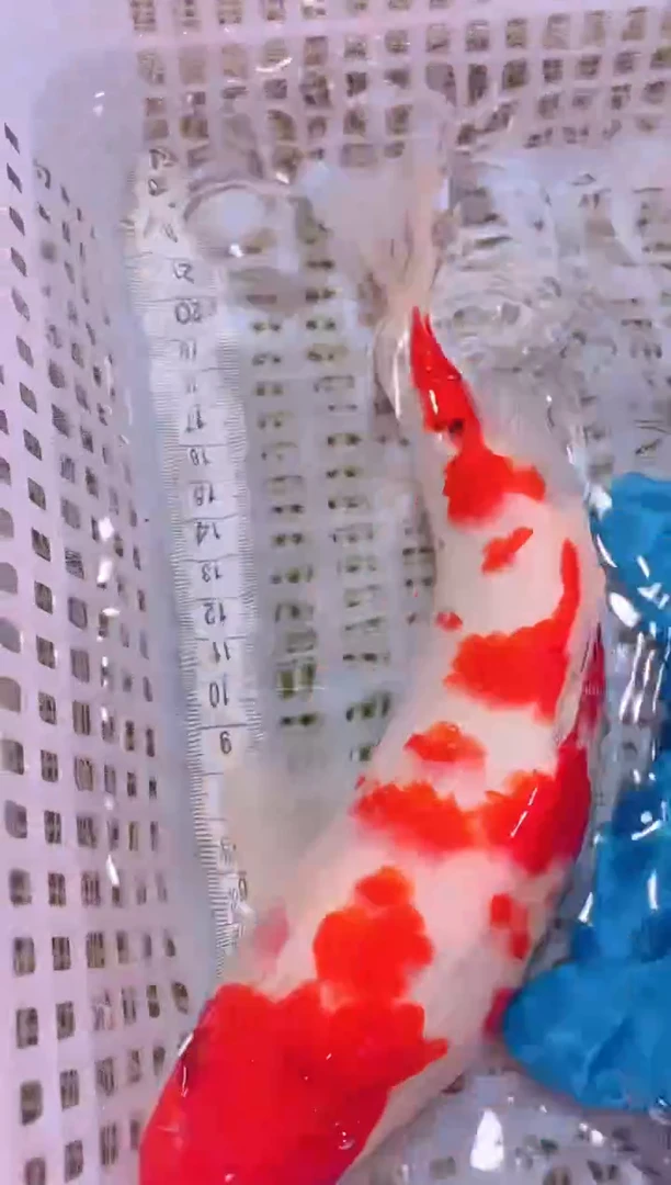 锦鲤冷水观赏鱼全场包邮96