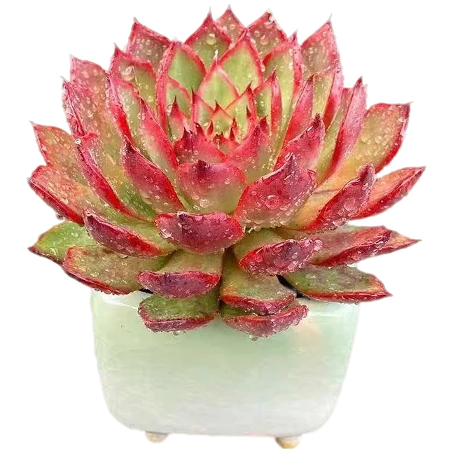 云南高山多肉  野马一颗脱土发货多肉绿植三单包邮多肉基地直发