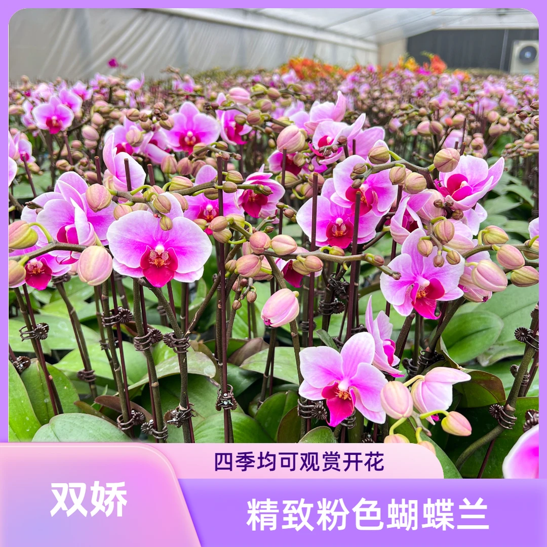 北京北郎中甄选|精品蝴蝶兰·双娇|顺义基地直发