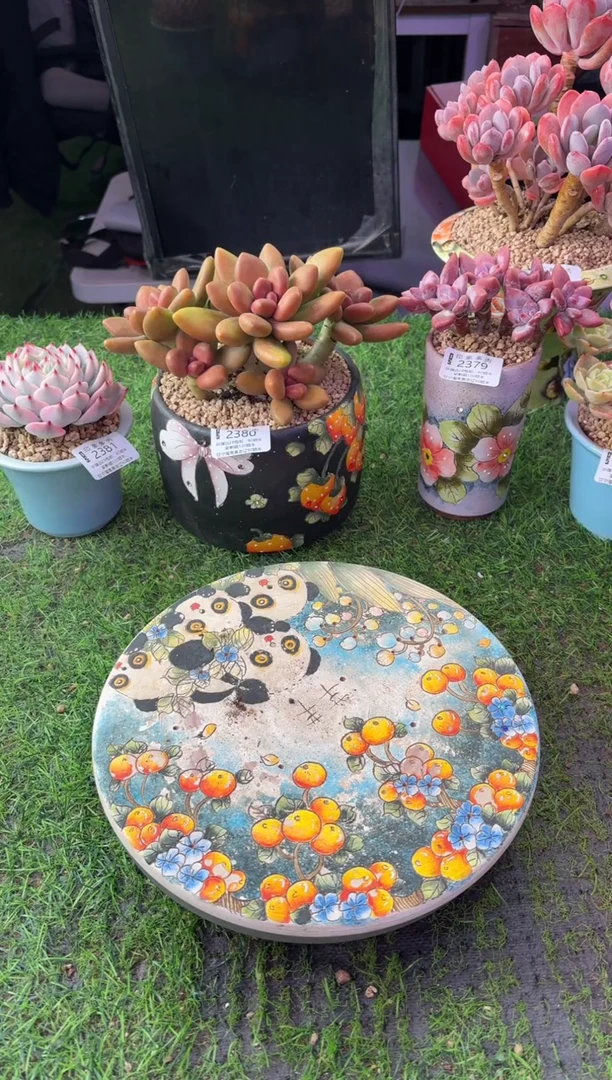 细**飞昆明印象多肉2383的盆