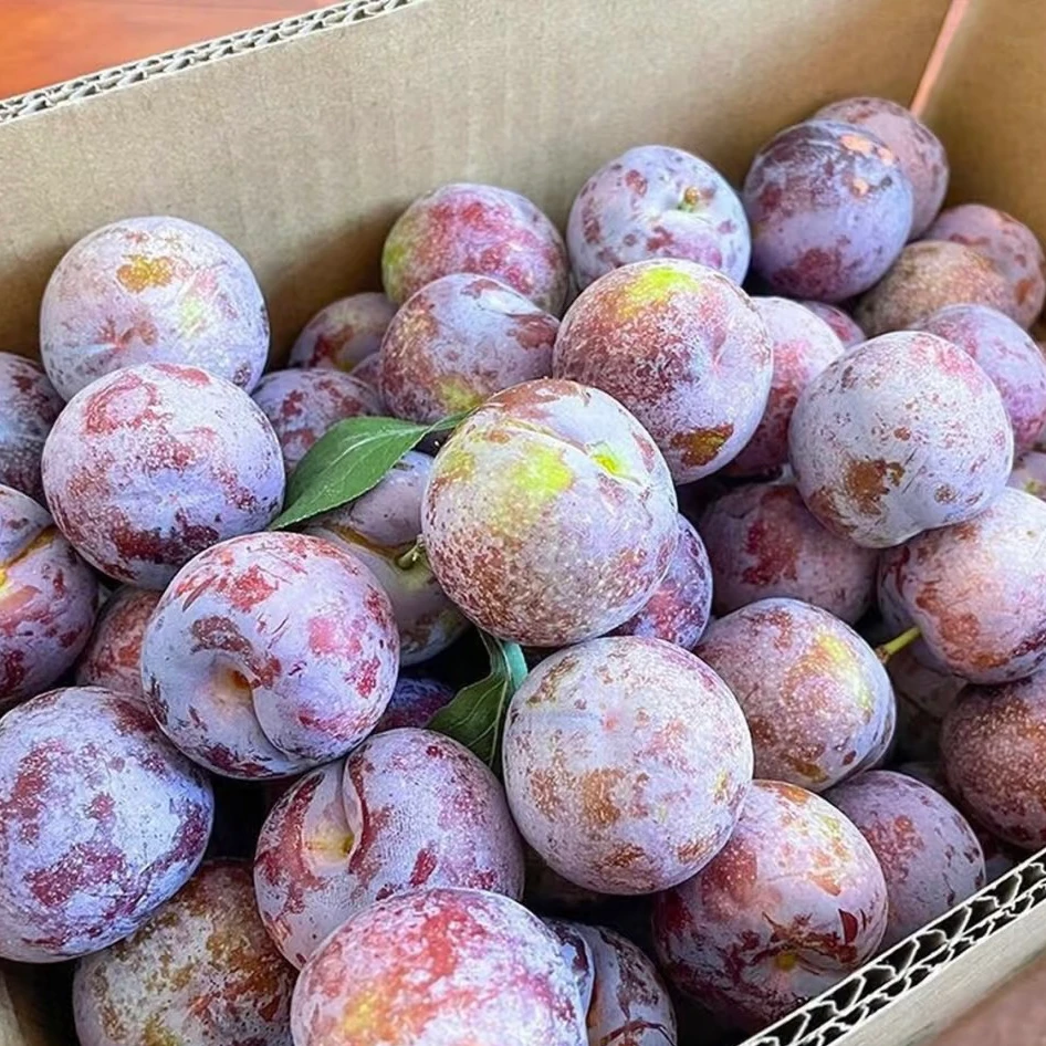 青红脆李9.8元/份 500g