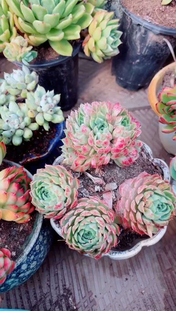 12186多肉植物一物一拍