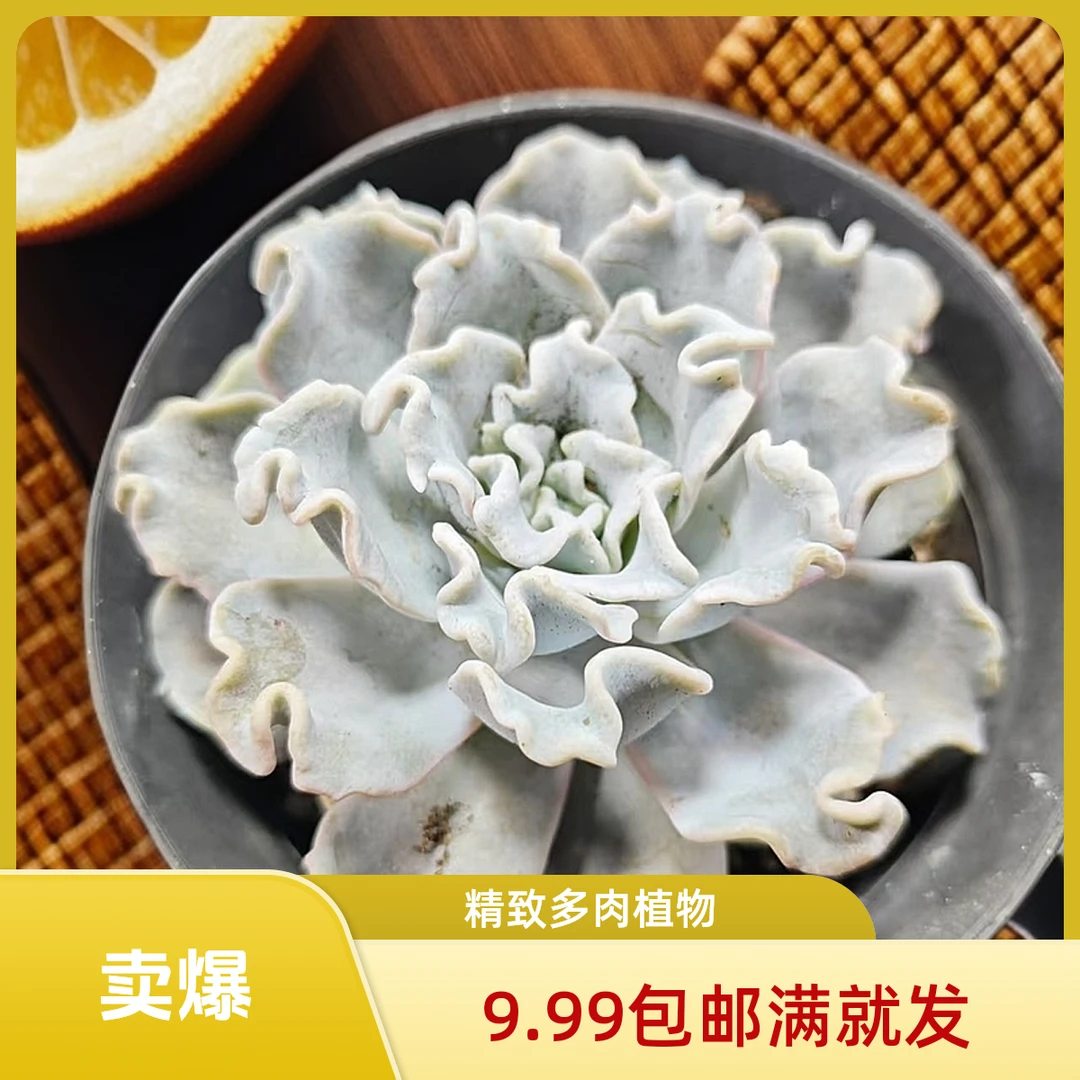 芭蕾舞者(拼满10元包邮)多肉植物阳台露台办公室绿植植新手好养