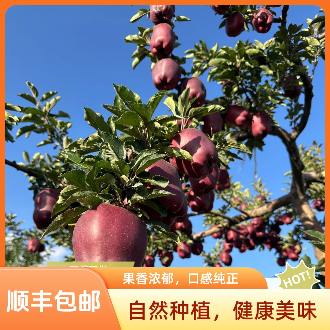 甘肃天水花牛苹果应季新鲜水果老人小孩可辅食放心吃顺丰包邮