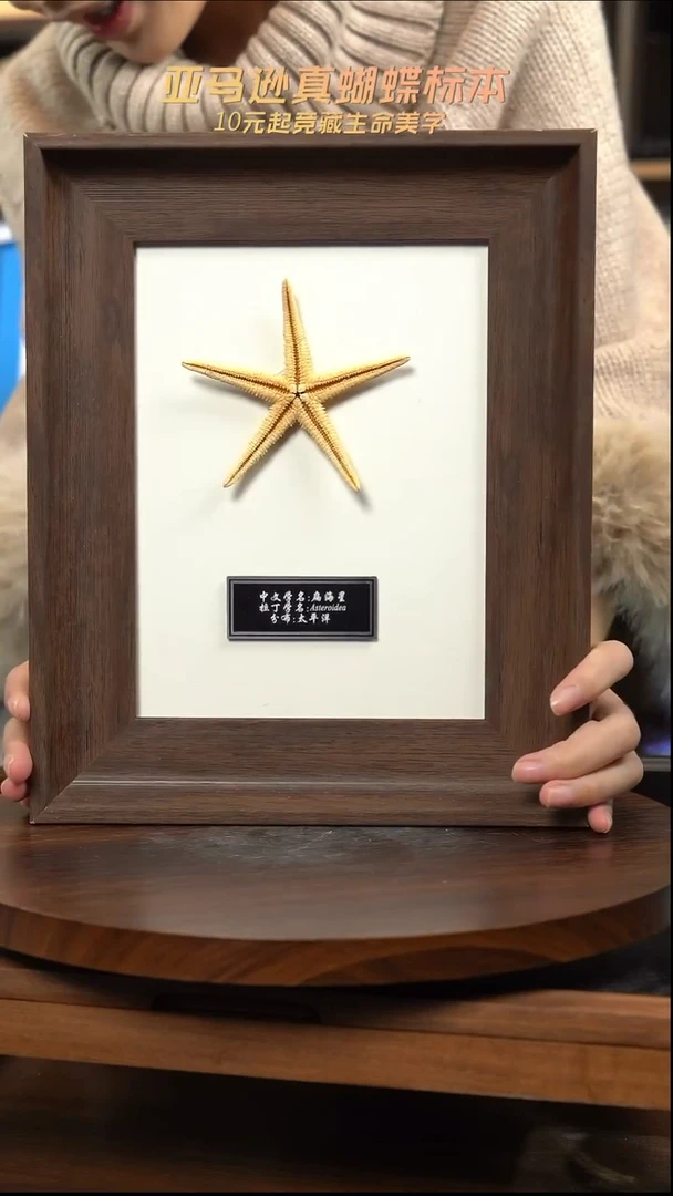 太平洋扁海星标本