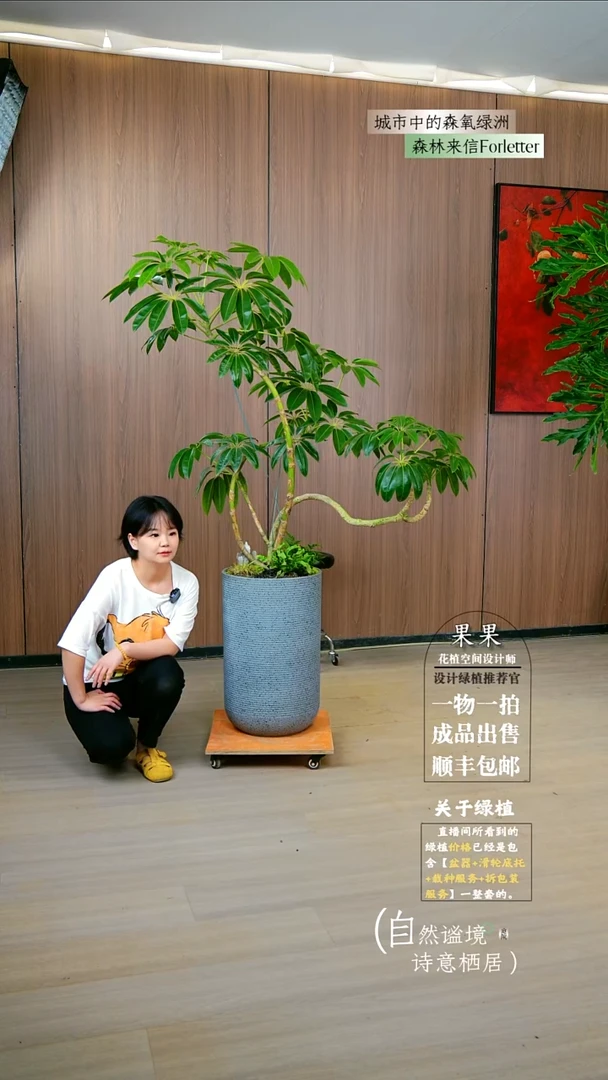 不开花植物荏*保罗大叶伞一整套成品就一颗了