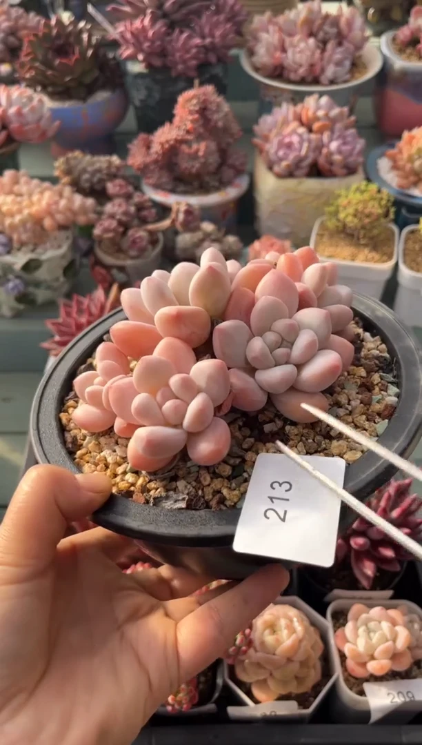 213群生香水多肉
