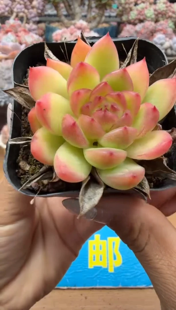 东云多肉园二店-32