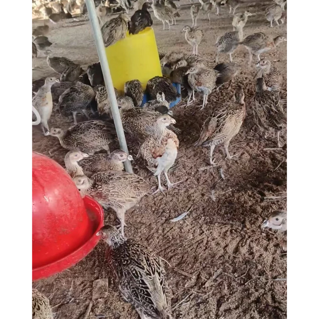 宠物鸡 观赏鸡七彩山鸡 孔雀蓝山鸡