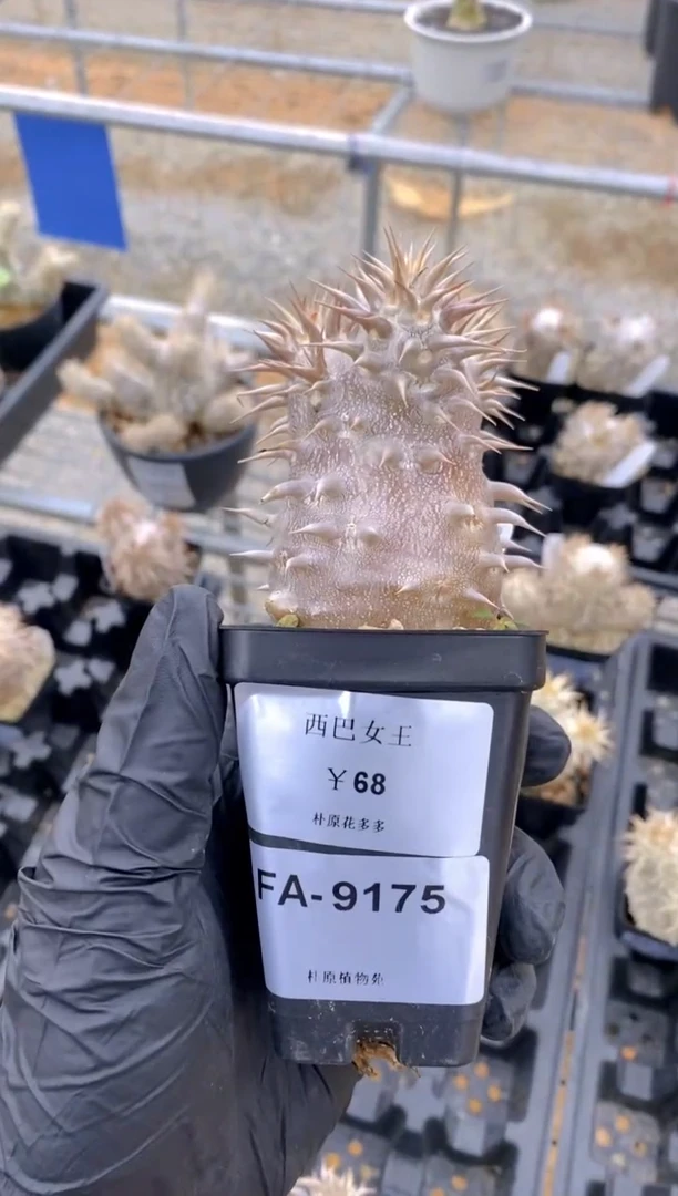 【闪购商品】西巴女王FA-9175