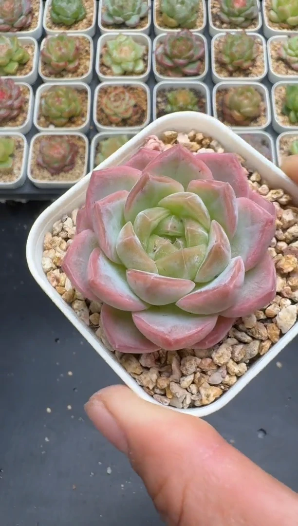289G云禹多肉植物 脱土纸巾打包 3颗包邮