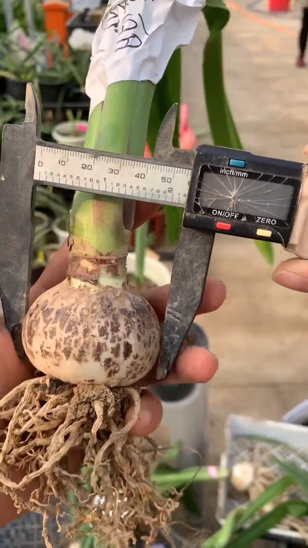 当前无花栽培后可以开花斯嘉丽5cm+