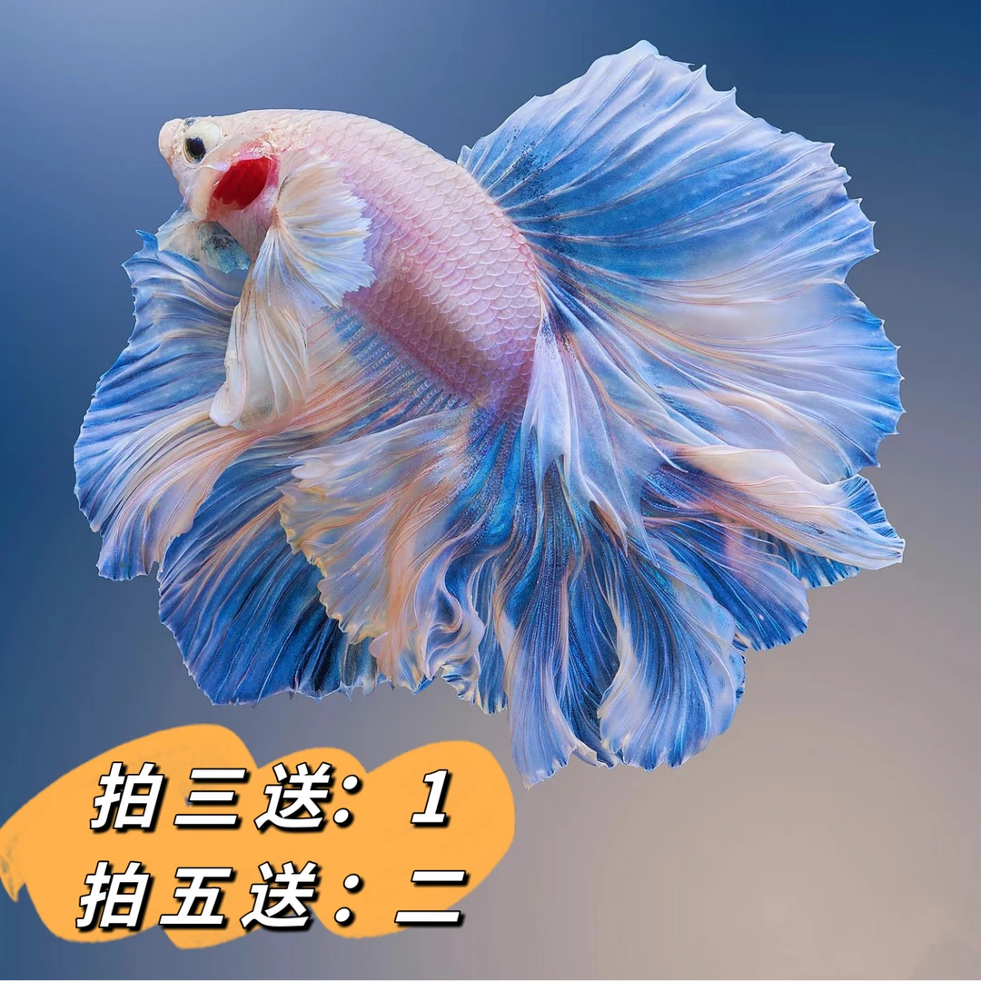 【买三送一】泰国斗鱼精品大尾巴观赏鱼001-200号鱼活体半月狮王