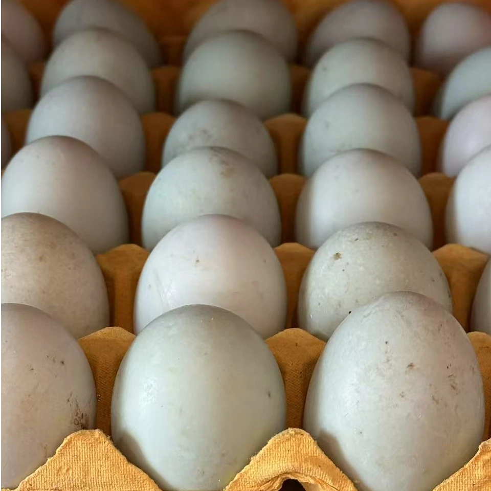 原生态无污染农村散养鸭蛋