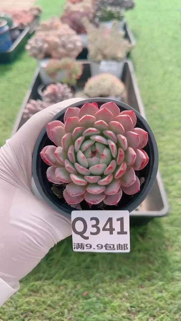 【闪购商品】梦会多肉一物一拍