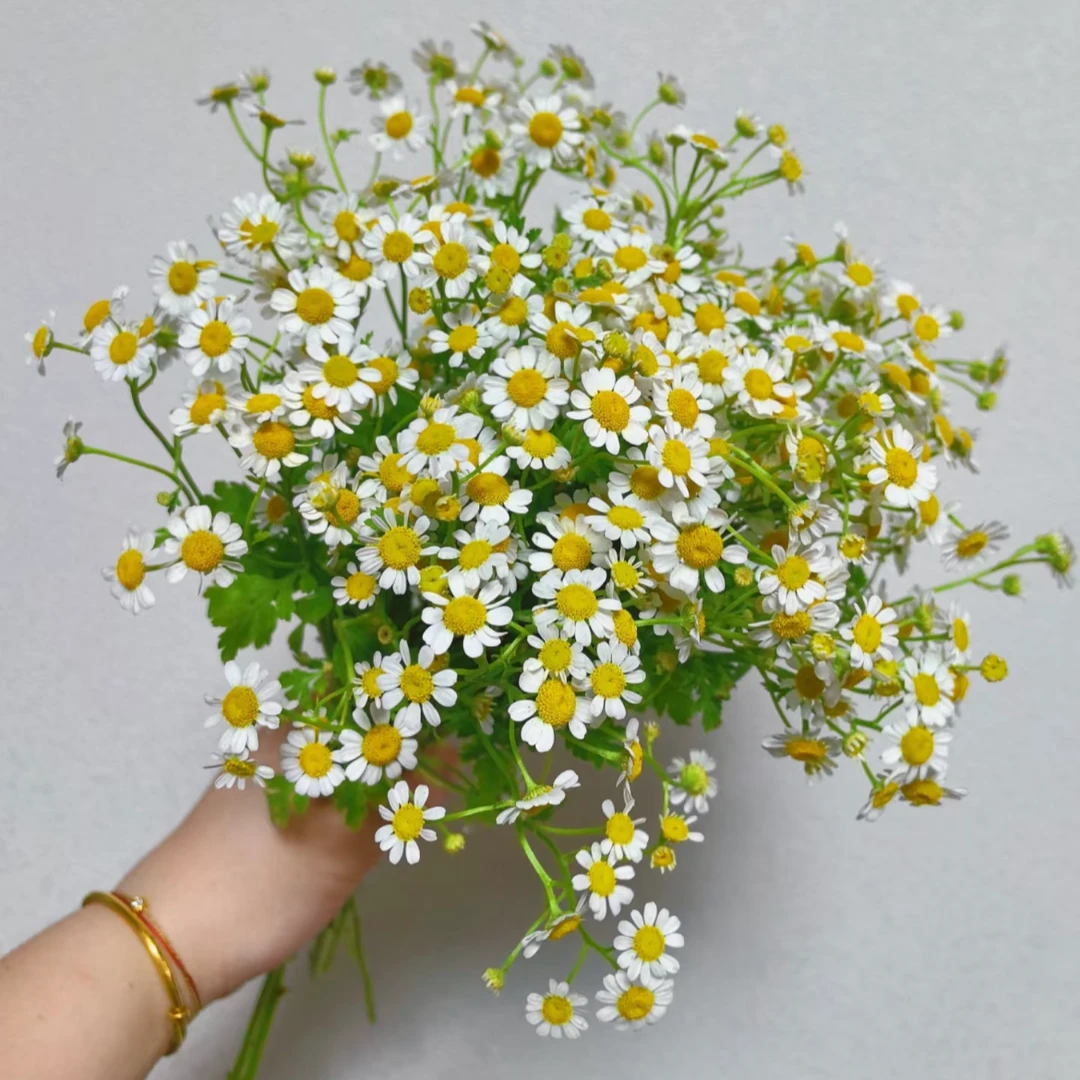 鲜花【洋甘菊】家庭同地址两单顺丰或京东送货上门