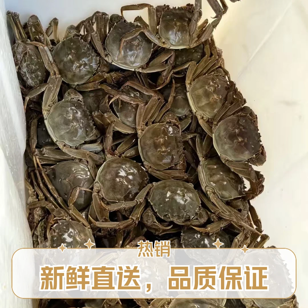 活蟹M【盘锦河蟹顺丰次日达】全母蟹（1.3-1两/1-0.8两/只） 3斤装