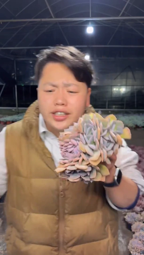 雪特朵朵缀化9.99