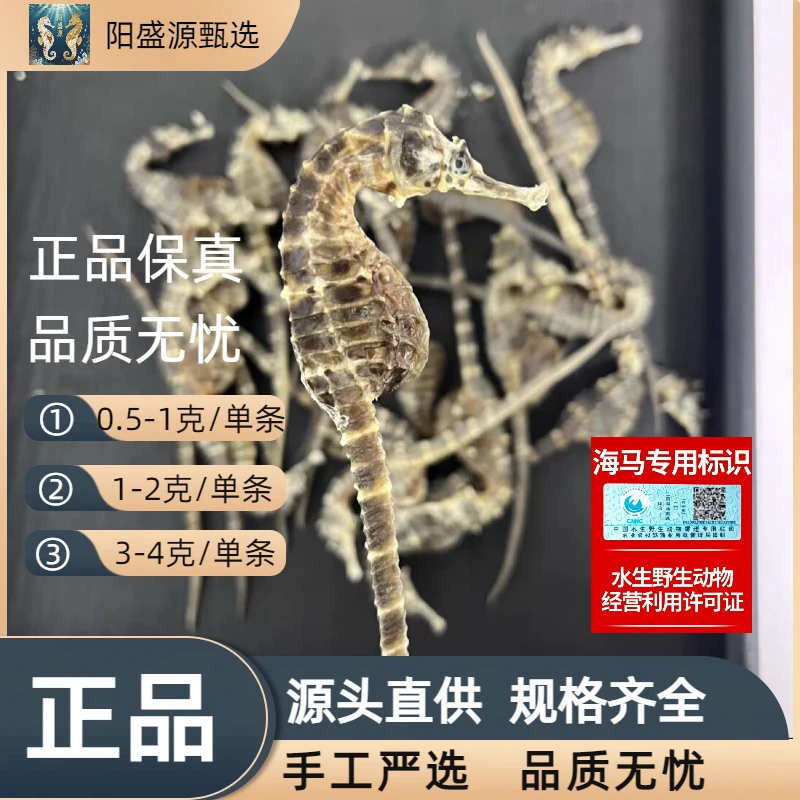 精选优质海马干自然晒干可用于煲汤泡酒的滋补干货