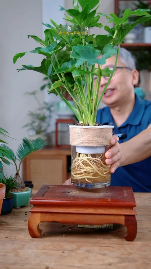完全开放壹*278春羽
