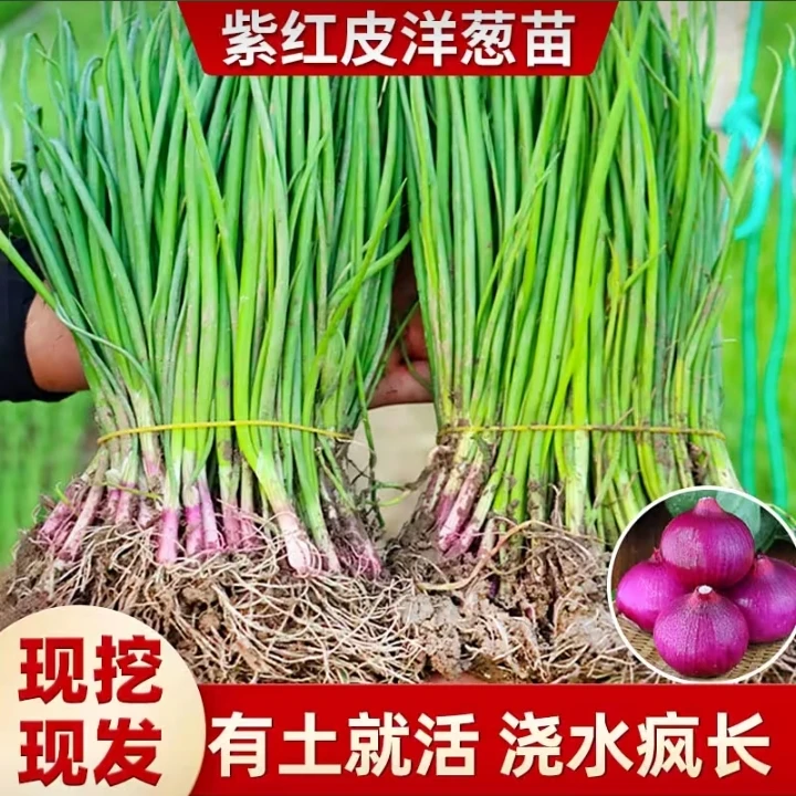 山东紫皮洋葱苗老品种圆葱苗洋葱秧苗小苗洋葱苗秋冬种植