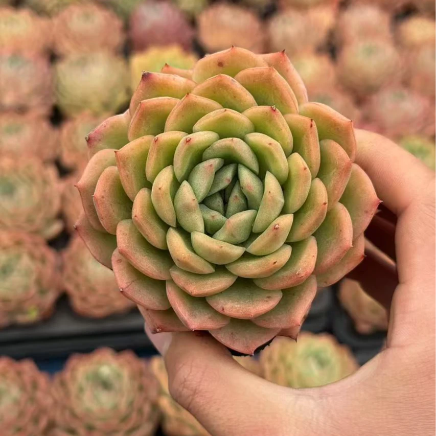 7#金色年华A版多肉植物前男友精品多肉