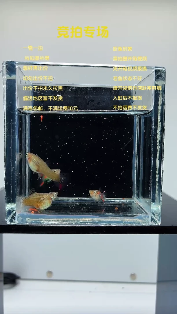 孔雀鱼安格拉斯双剑两对-76