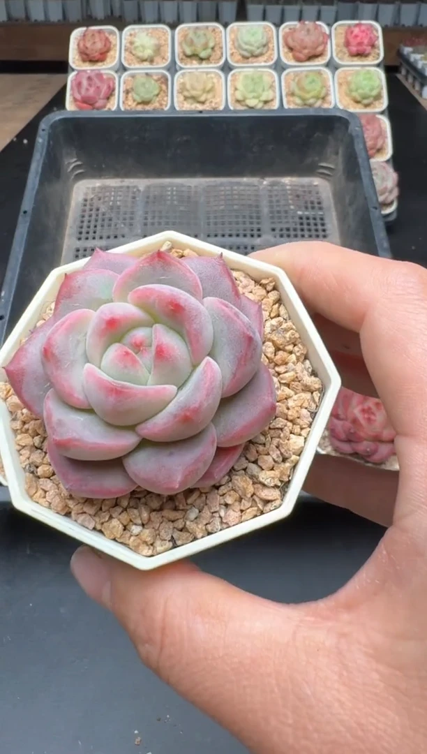 【闪购商品】857B物拍多肉带盆土6.5杯拍3颗包柚