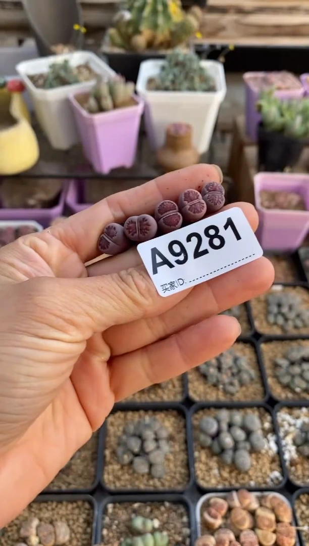 【闪购商品】9281直播一物一拍