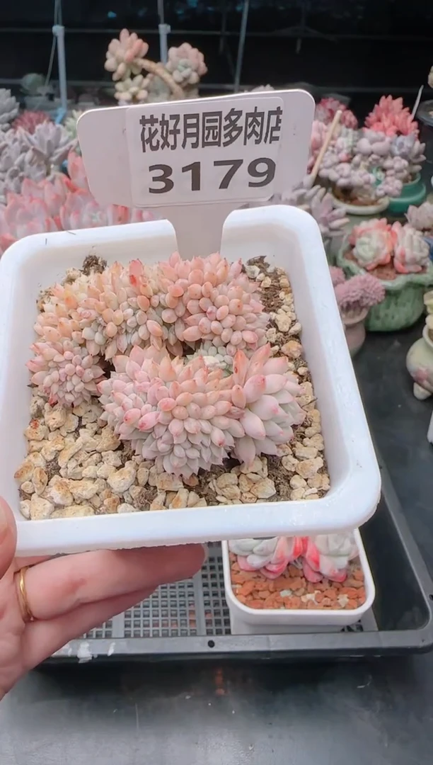 【闪购商品】3179白精灵缀化